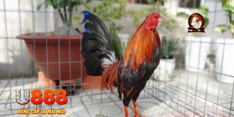 88 online casino máy tính